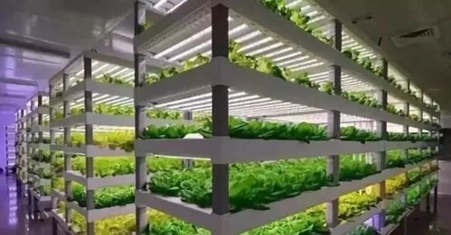 植物工廠 短期不盈利，長期價值可期